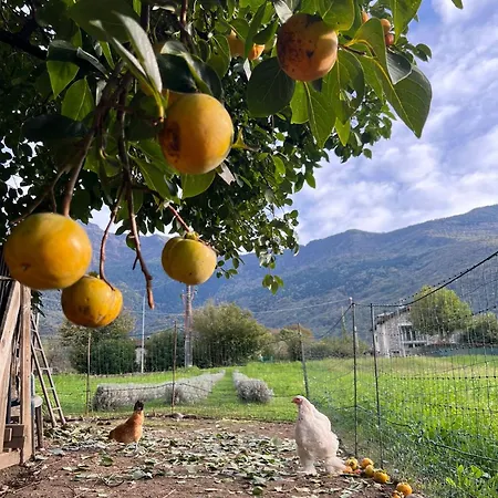 Il Giardino Dei Ciliegi