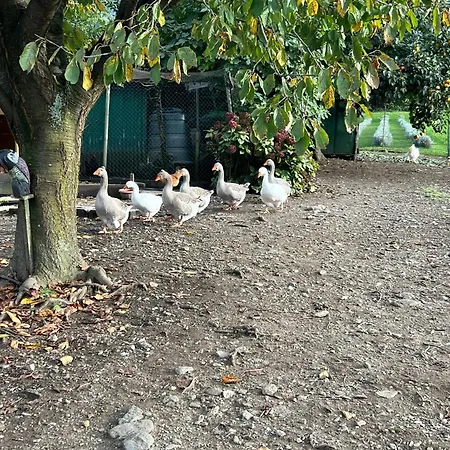 Il Giardino Dei Ciliegi