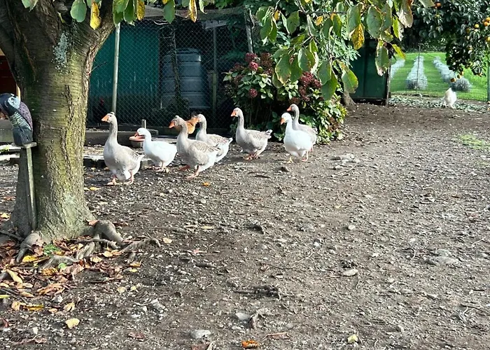 Il Giardino Dei Ciliegi