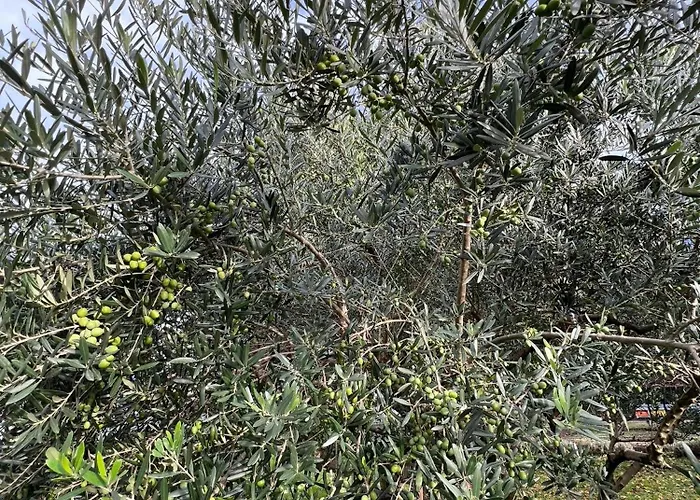 Il Giardino Dei Ciliegi * Colico