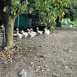 Il Giardino Dei Ciliegi