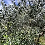 Il Giardino Dei Ciliegi * Colico