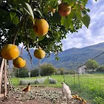 Il Giardino Dei Ciliegi