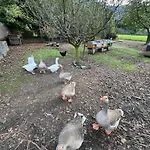 Il Giardino Dei Ciliegi Apartman