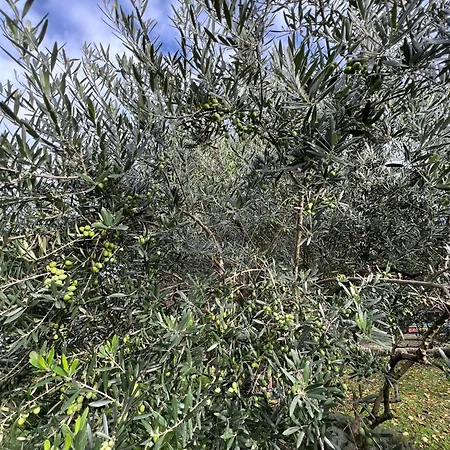 Il Giardino Dei Ciliegi * Colico