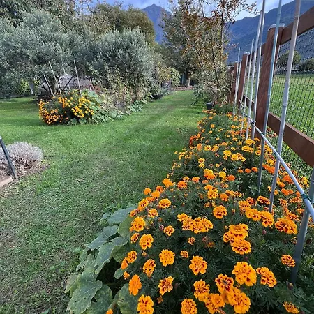 Il Giardino Dei Ciliegi *